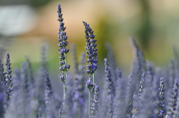 &copy; Jean-Claude Tabernier 